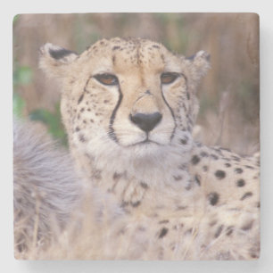 Africa, South Africa, Tswalu Reserve. Cheetahs Stone Coaster