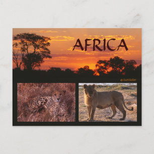 Africa Sunset & Big Cats Postcard