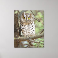Africa. Tanzania. African Scops Owl at Tarangire 2