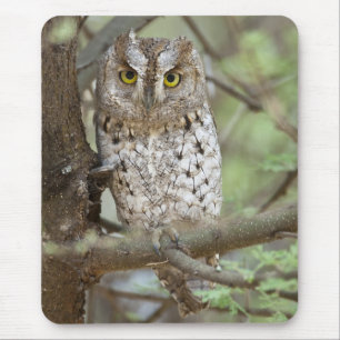 Africa. Tanzania. African Scops Owl at Tarangire 2 Mouse Pad