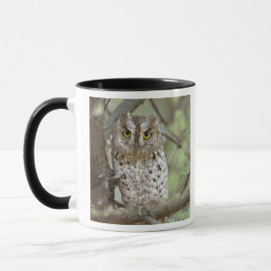 Africa. Tanzania. African Scops Owl at Tarangire 2 Mug