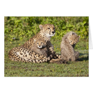 Africa. Tanzania. Cheetah mother and cubs 2