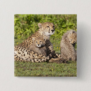 Africa. Tanzania. Cheetah mother and cubs 2 Inch Square Button