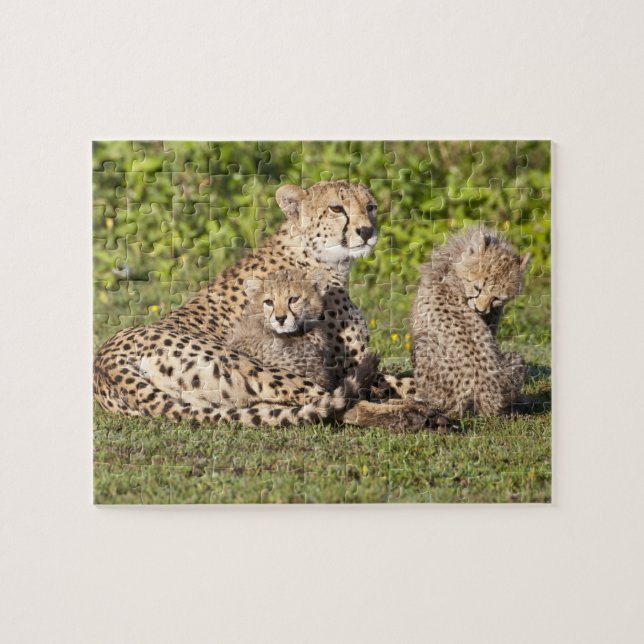 Africa. Tanzania. Cheetah mother and cubs 2 Jigsaw Puzzle (Horizontal)