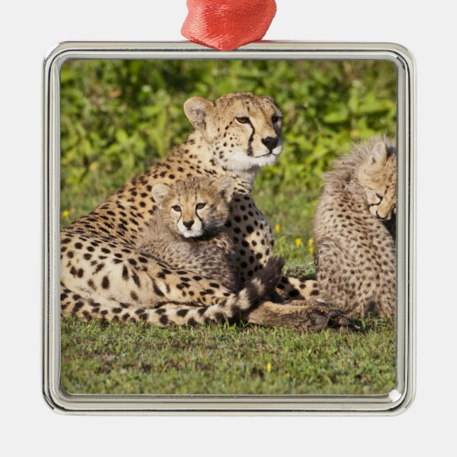 Africa. Tanzania. Cheetah mother and cubs 2 Metal Ornament (Front)