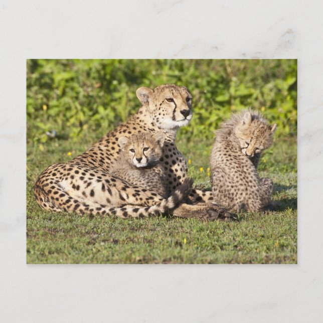 Africa. Tanzania. Cheetah mother and cubs 2 Postcard (Front)