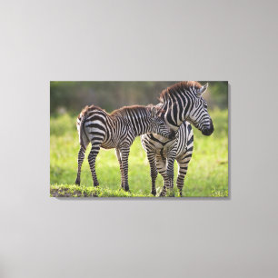 Africa. Tanzania. Common Zebra mother and baby Canvas Print