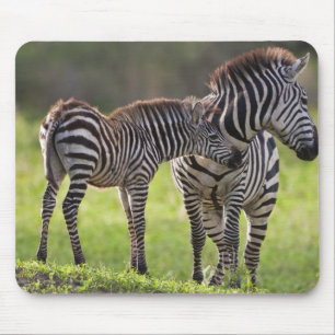 Africa. Tanzania. Common Zebra mother and baby Mouse Pad