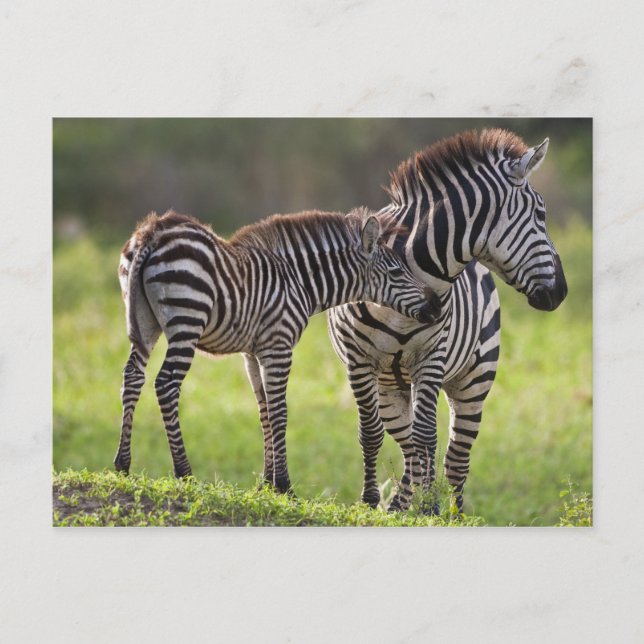 Africa. Tanzania. Common Zebra mother and baby Postcard (Front)