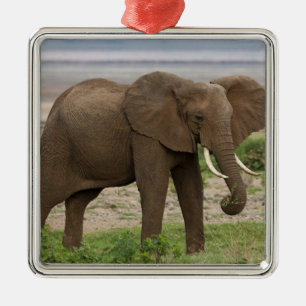Africa. Tanzania. Elephant at Lake Manyara NP. Metal Ornament