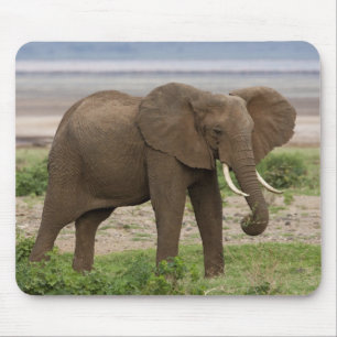 Africa. Tanzania. Elephant at Lake Manyara NP. Mouse Pad