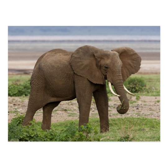 Africa. Tanzania. Elephant at Lake Manyara NP. Postcard