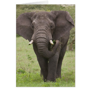 Africa Tanzania Elephant at Ngorongoro Crater