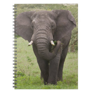 Africa Tanzania Elephant at Ngorongoro Crater Notebook