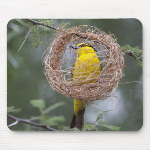 Africa. Tanzania. Female Black-Necked Weaver Mouse Pad