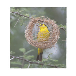 Africa. Tanzania. Female Black-Necked Weaver Notepad