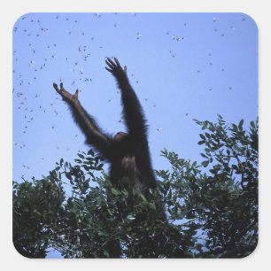 Africa, Tanzania, Glitter reaches for flying Square Sticker