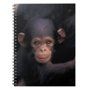 Africa, Tanzania, Gombe Nat'l Park Notebook