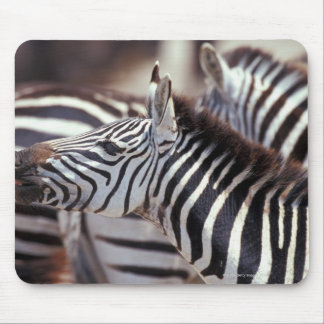 Africa,Tanzania,herd of zebras Mouse Pad