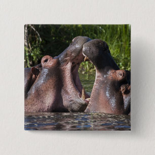Africa. Tanzania. Hippopotamus sparring 2 Inch Square Button