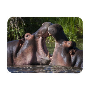 Africa. Tanzania. Hippopotamus sparring Magnet