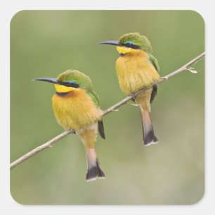 Africa. Tanzania. Little Bee Eaters at Manyara Square Sticker