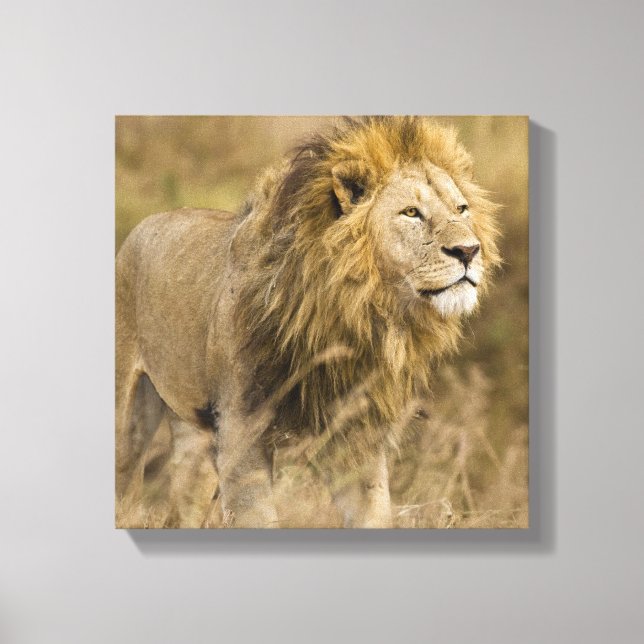 Africa. Tanzania. Male Lion at Ngorongoro Canvas Print (Front)