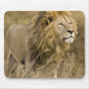 Africa. Tanzania. Male Lion at Ngorongoro Mouse Pad