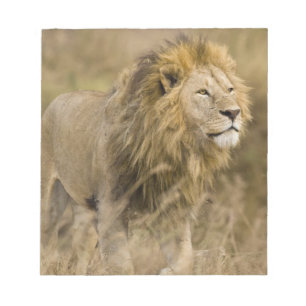 Africa. Tanzania. Male Lion at Ngorongoro Notepad