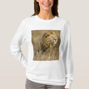 Africa. Tanzania. Male Lion at Ngorongoro T-Shirt