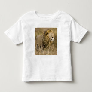 Africa. Tanzania. Male Lion at Ngorongoro Toddler T-shirt