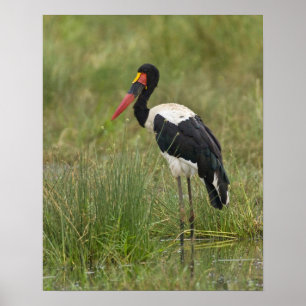 Africa. Tanzania. Male Saddle-billed Stork at Poster