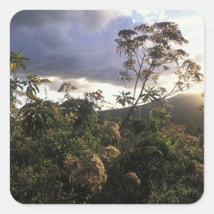 Africa, Tanzania, Ngorongoro Conservation Area, Square Sticker