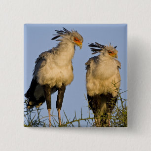Africa. Tanzania. Secretary Birds at Ndutu 2 Inch Square Button