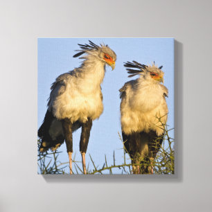 Africa. Tanzania. Secretary Birds at Ndutu Canvas Print