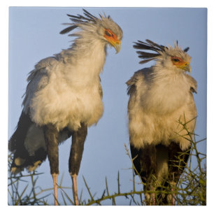 Africa. Tanzania. Secretary Birds at Ndutu Tile