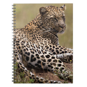 Africa, Tanzania, Serengeti. Leopard Notebook