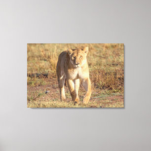 Africa, Tanzania, Serengeti. Lion And Lioness Canvas Print