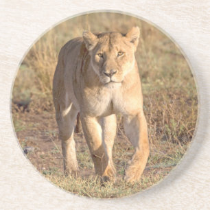 Africa, Tanzania, Serengeti. Lion And Lioness Coaster