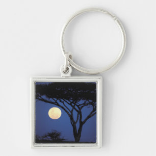 Africa, Tanzania, Tarangire. Acacia tree in Keychain