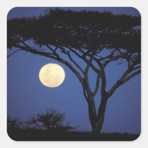 Africa, Tanzania, Tarangire. Acacia tree in Square Sticker