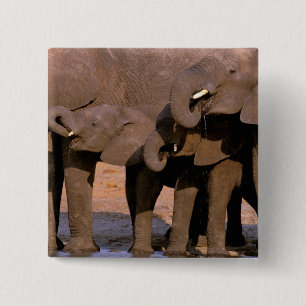 Africa, Tanzania, Tarangire National Park. 2 Inch Square Button