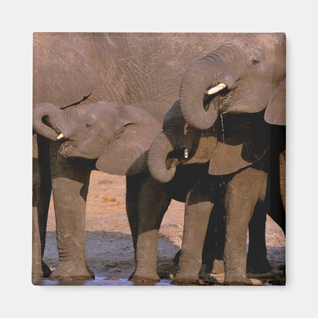 Africa, Tanzania, Tarangire National Park. Magnet (Front)