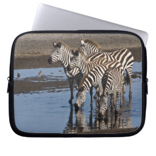 Africa. Tanzania. Zebras drinking at Ndutu Laptop Sleeve