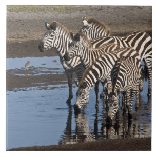Africa. Tanzania. Zebras drinking at Ndutu Tile