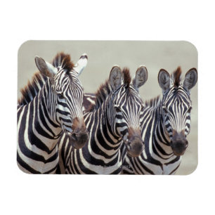 Africa, Tanzania, zebras Magnet