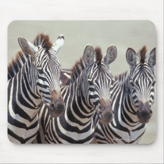 Africa, Tanzania, zebras Mouse Pad