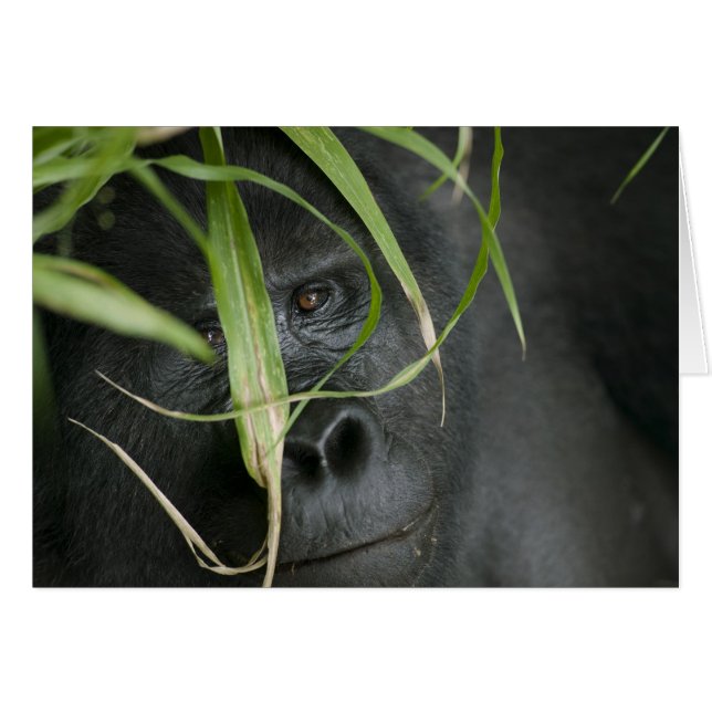 Africa, Uganda, Bwindi (Front Horizontal)