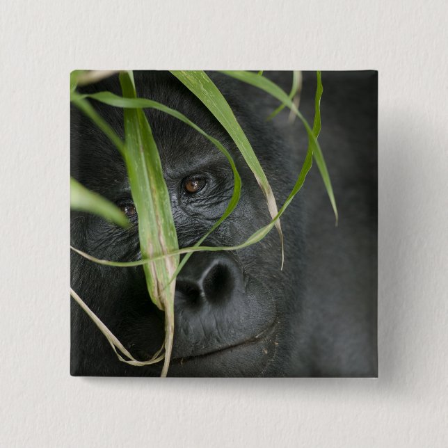 Africa, Uganda, Bwindi 2 Inch Square Button (Front)