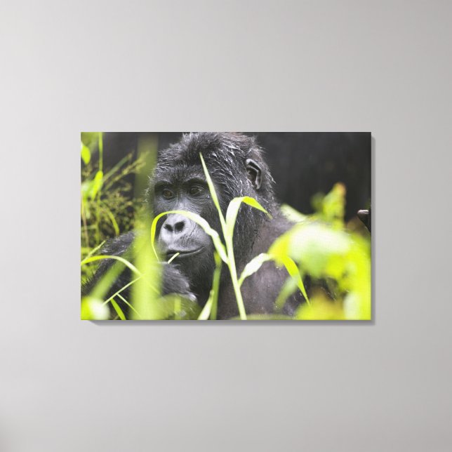 Africa Uganda, Bwindi Canvas Print (Front)